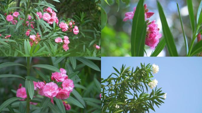 夹竹桃花朵特写实拍