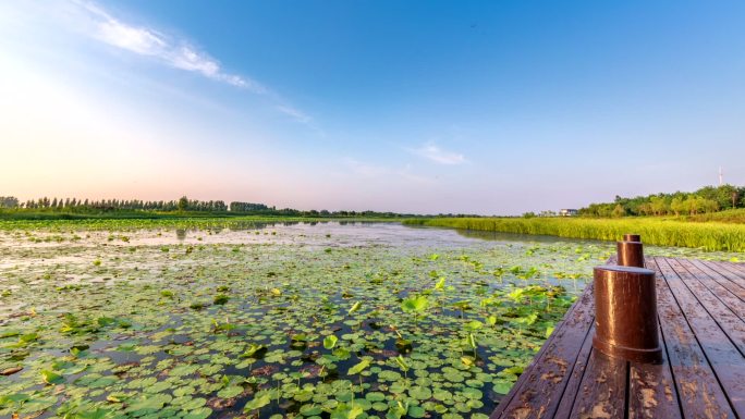 湿地公园生态公园绿色生态湿地延时摄影