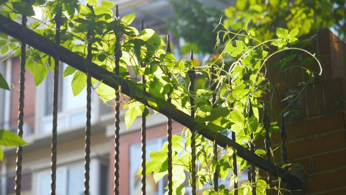 栅栏洒满阳光的叶子