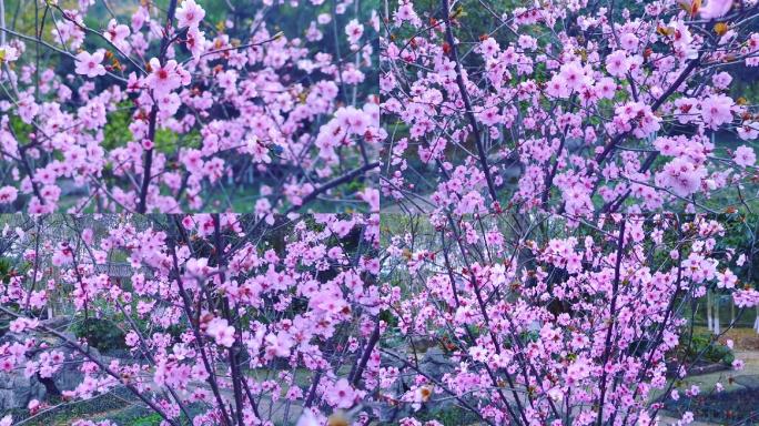 春天花花素材花儿鸟语花香桂林踏春春意