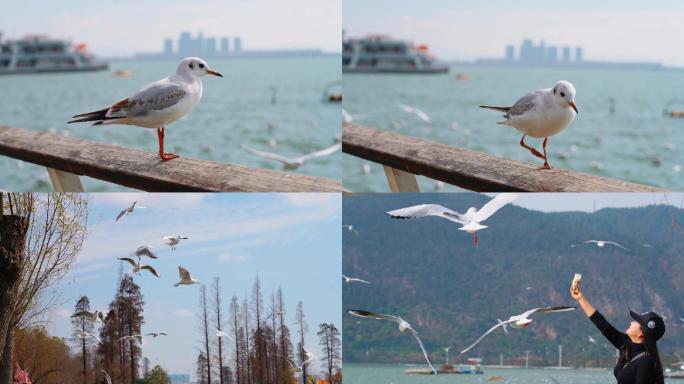 昆明海埂公园冬季滇池的海鸥高清升格