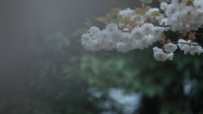 路边晚樱花意境花草