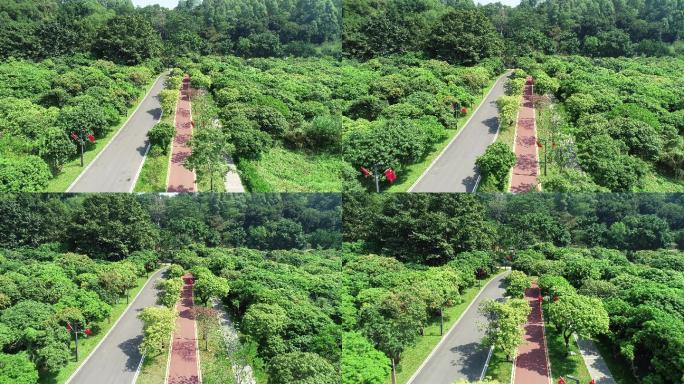 深圳淘金山航拍美景