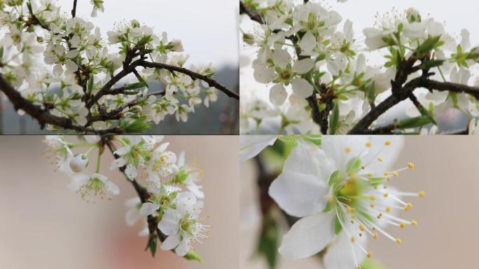 李子树花开