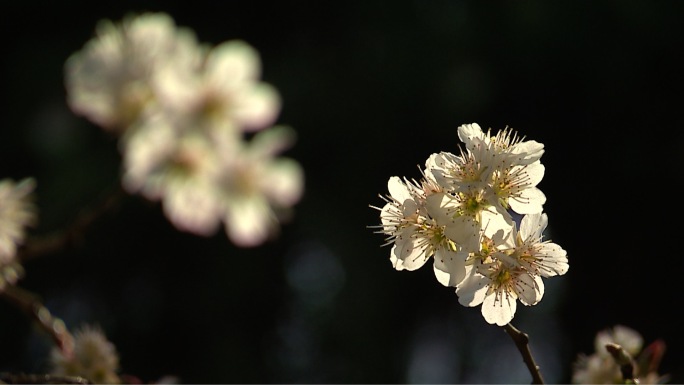 樱花梅庵赏花桃花桃花园东南大学