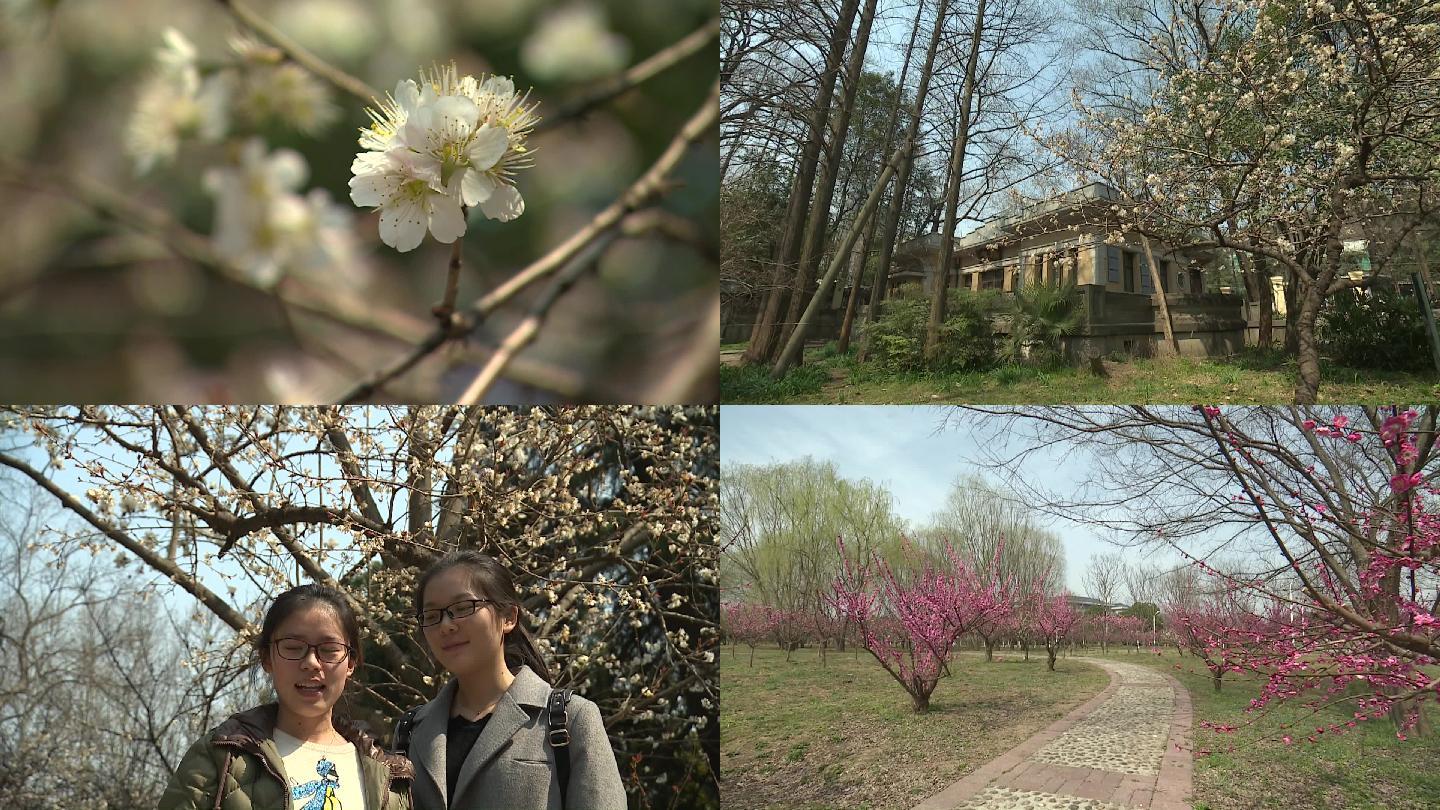 樱花梅庵赏花桃花桃花园东南大学