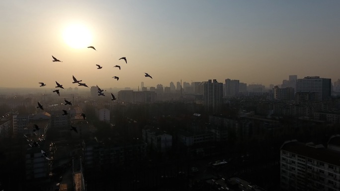 清晨清晨校园日出鸽子清晨航拍
