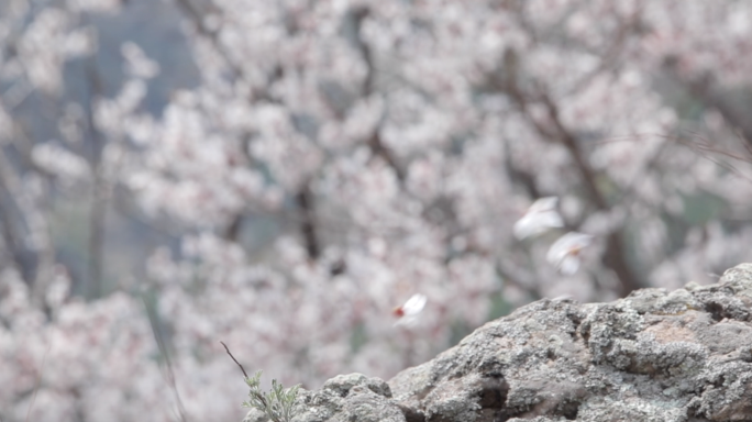 （原创）立春春暖花开春天杏花桃花河流雨季