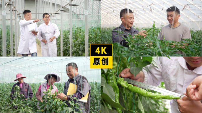 4K农业蔬菜基地专家研究种植技术