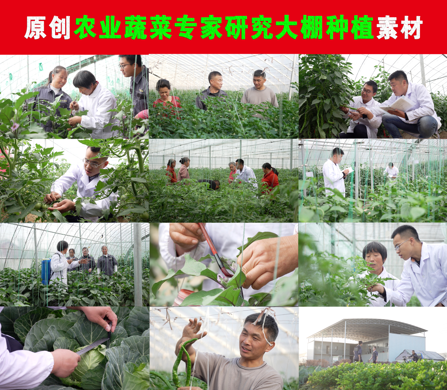 4K农业蔬菜基地专家研究种植技术