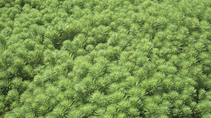 狐尾藻、凤凰草