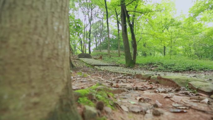 【原创】山间古路