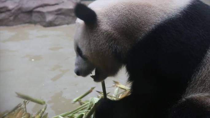 四川成都大熊猫吃竹子