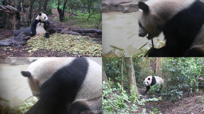 四川成都大熊猫吃竹子