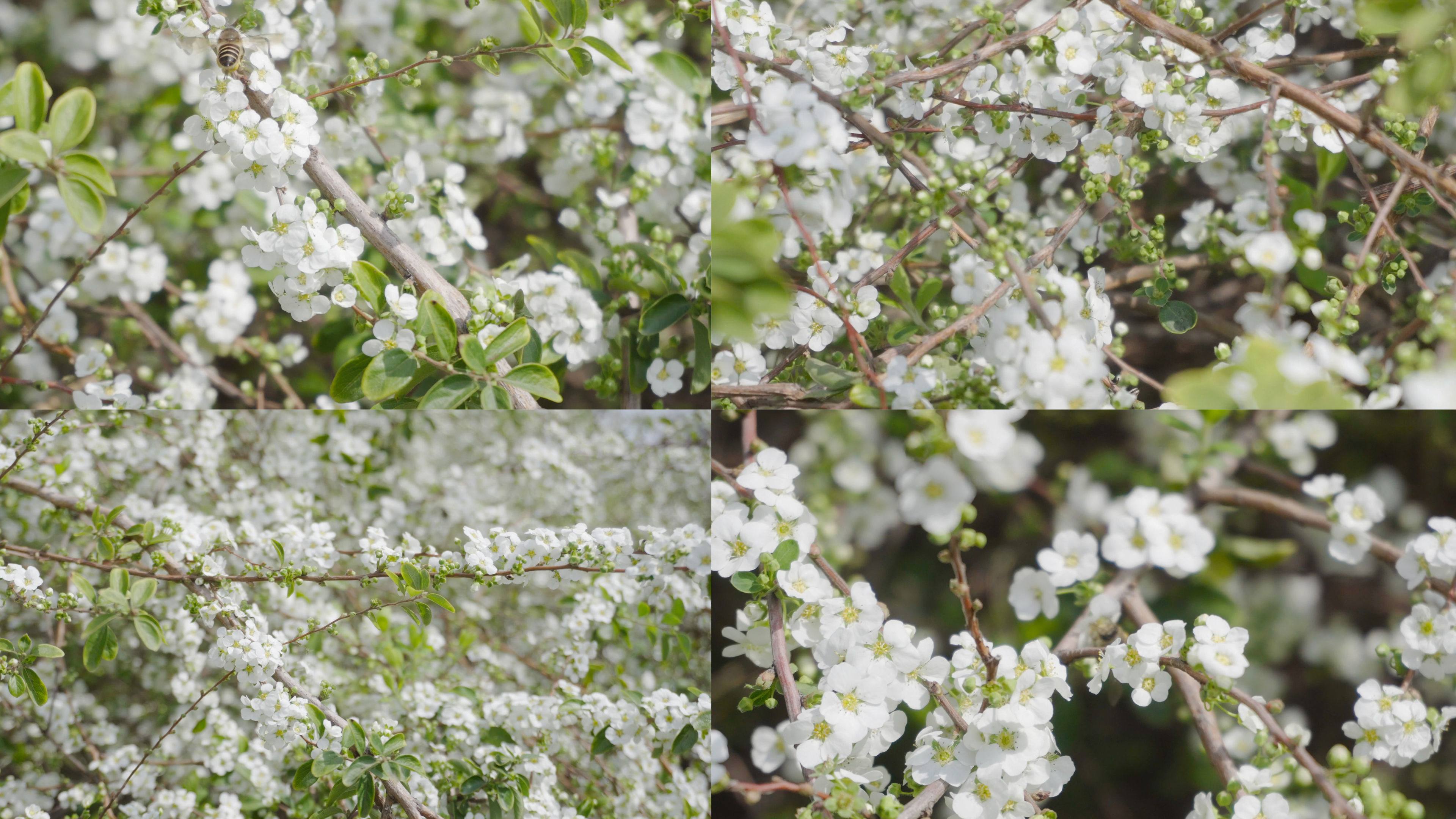 雪柳(ユキヤナギ)の花言葉｜花の特徴や種類、見頃の季節は？｜🍀GreenSnap（グリーンスナップ）
