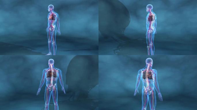人体三维机理动画