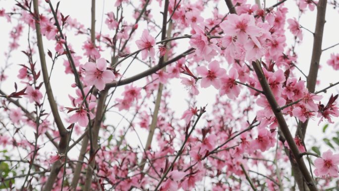 春暖桃花开