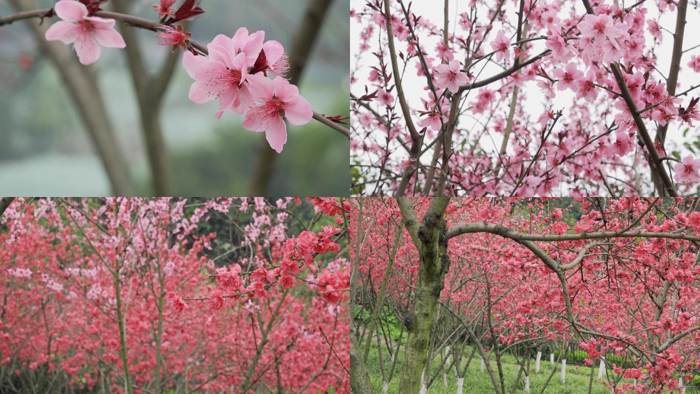 春暖桃花开