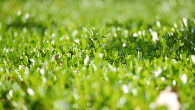 黄杨-绿化植物、阳光下的绿草小草