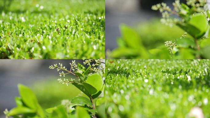 黄杨-绿化植物、阳光下的绿草小草