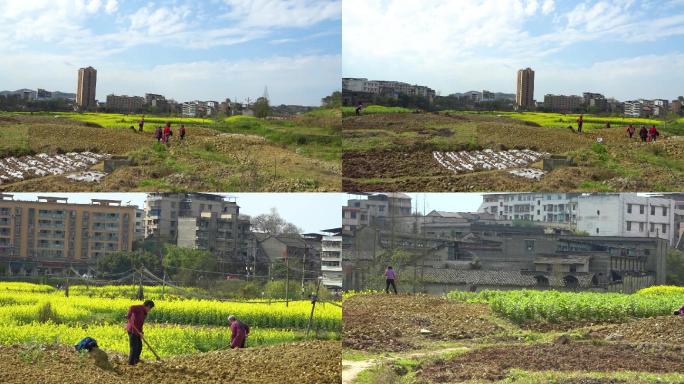 农村城乡结合部农民挖土劳作