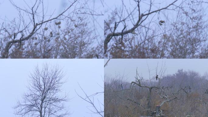 鸟群喜鹊树冬季4k