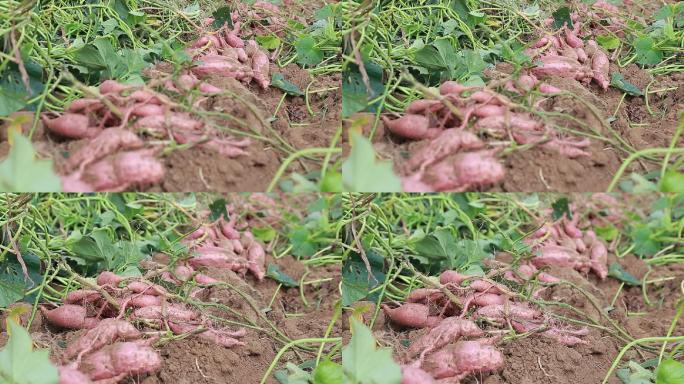 烟薯25实拍素材视频挖地瓜