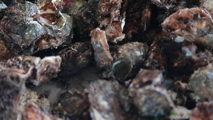 新鲜海蛎子牡蛎海鲜实拍素材