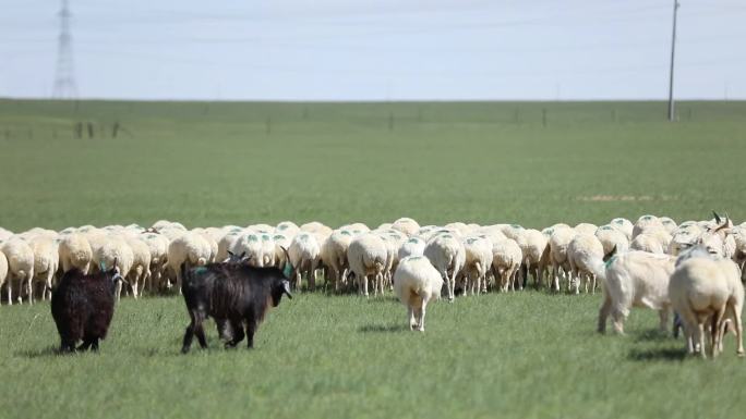 草原羊放羊羊吃草拍摄素材