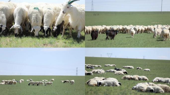 草原羊放羊羊吃草拍摄素材