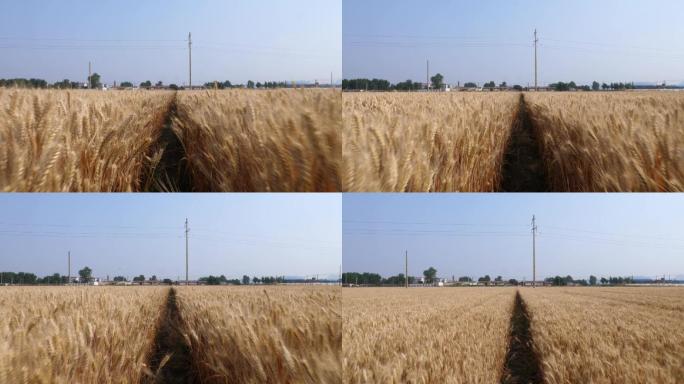 成熟的麦子收割 麦子航拍