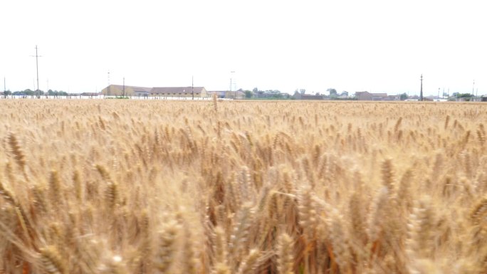 金色麦浪 实拍视频 麦子收割