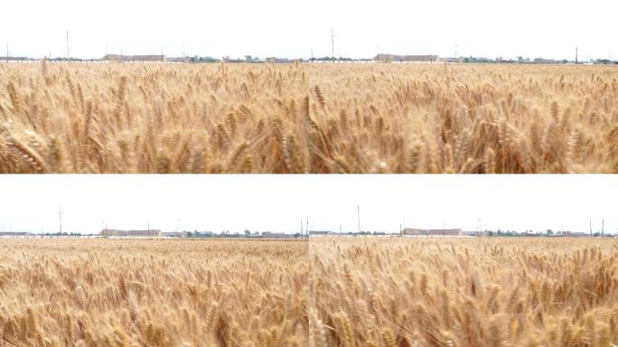 金色麦浪 实拍视频 麦子收割