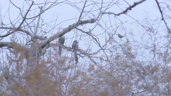 喜鹊鸟果树冬季4k素材