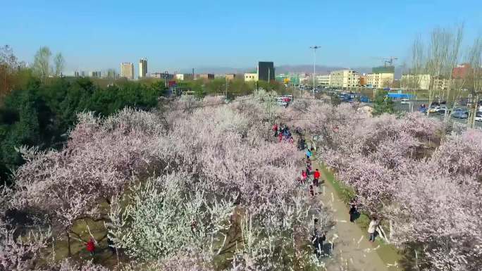 呼和浩特公主府公园桃花