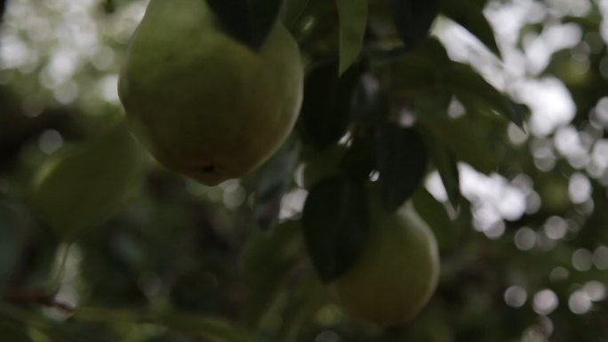 太婆梨树上结果成熟视频实拍