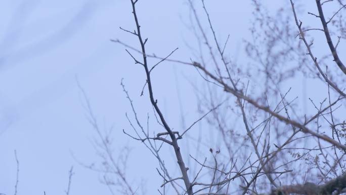 喜鹊鸟冬季果树4kV-log