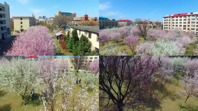 内蒙古农业大学桃花