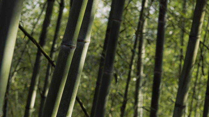 竹林