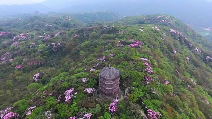 金佛山杜鹃花