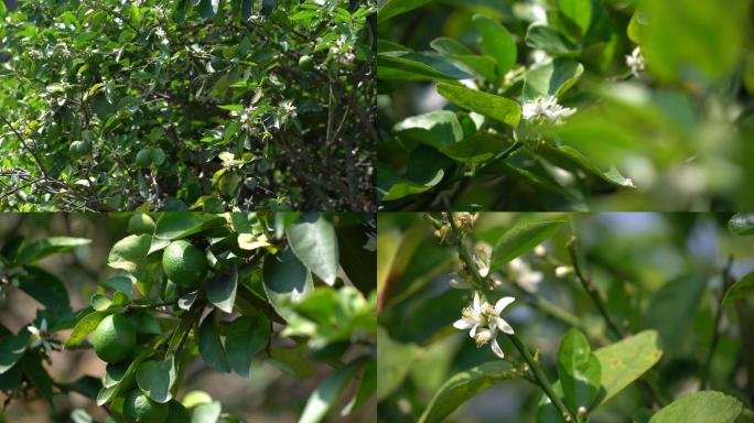 青柠檬（柠檬花）