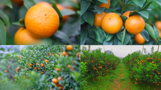实拍农业产业扶贫柑橘种植沃柑基地