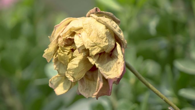 4k原创干花枯萎的花朵伤感空镜头