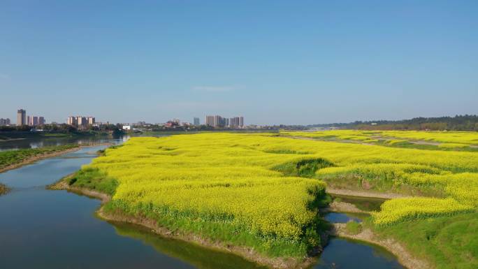 眉山市青神县岷江两岸油菜花盛开航拍视频