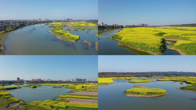 眉山市青神县岷江两岸油菜花盛开航拍视频