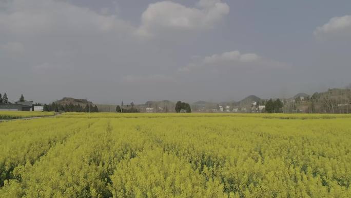 油菜花地4K航拍