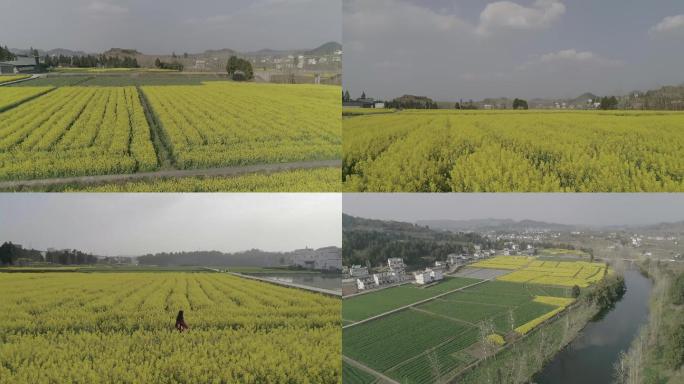 油菜花地4K航拍