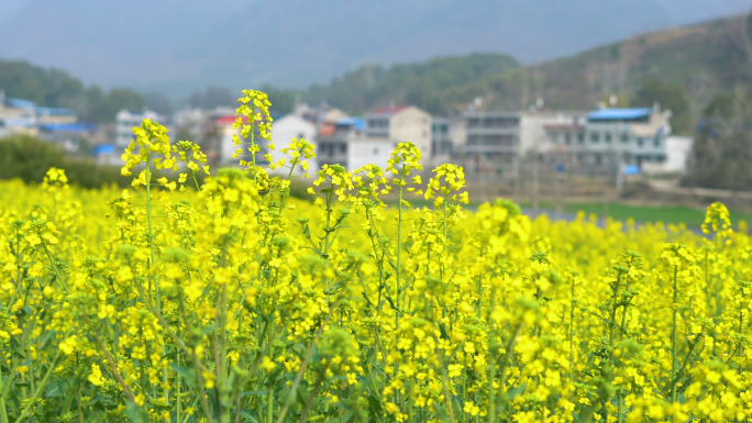 4K高清乡村油菜花开实拍