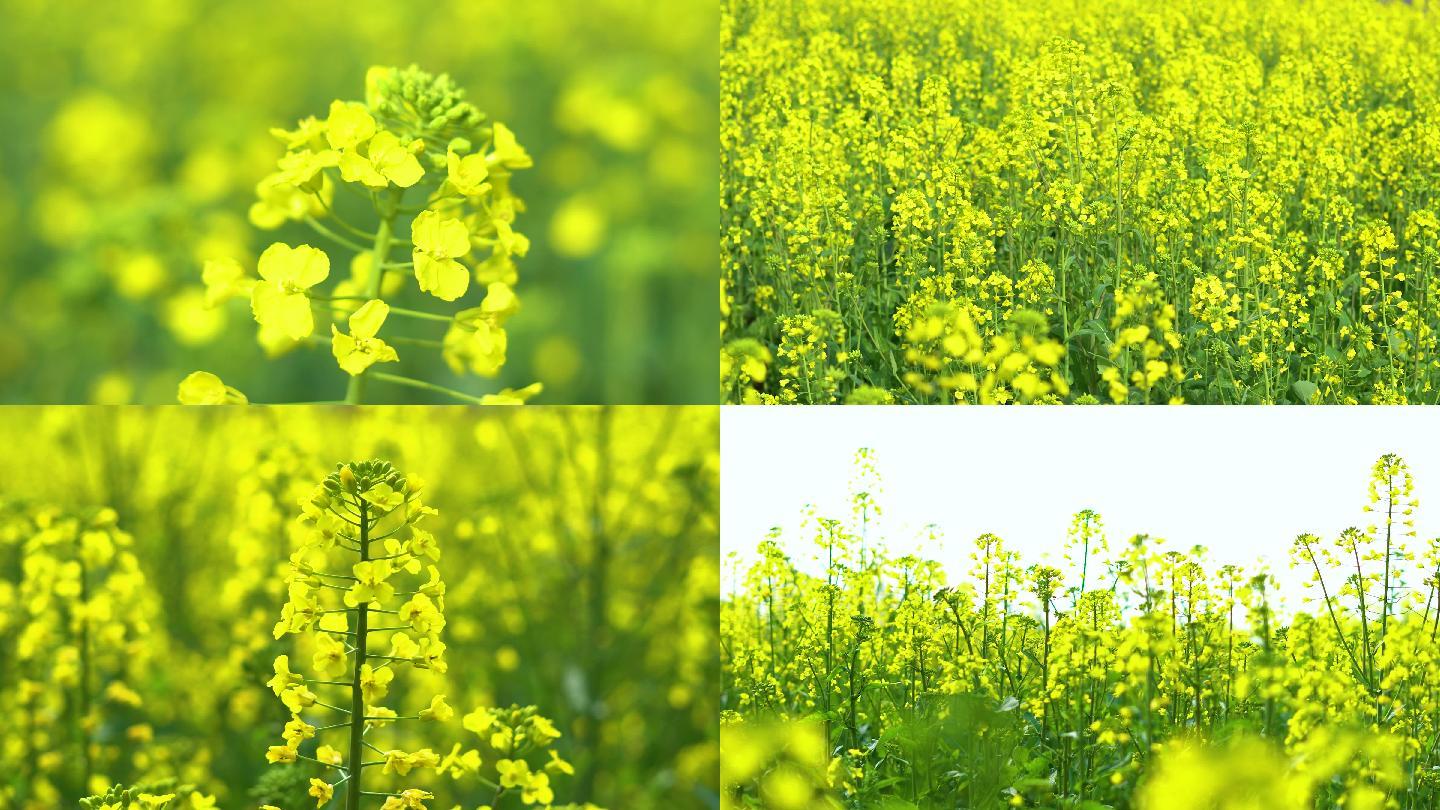 4K高清乡村油菜花开实拍