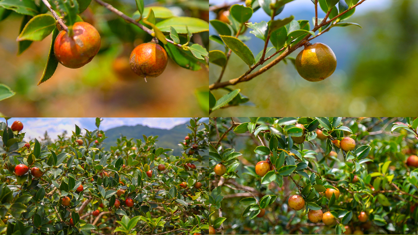 实拍山茶籽树高清视频